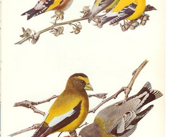1936 Bird Print - Plates 79 & 80 - Goldfinch - Vintage Antique Art Illustration by Louis Agassiz Fuertes 75 Years Old