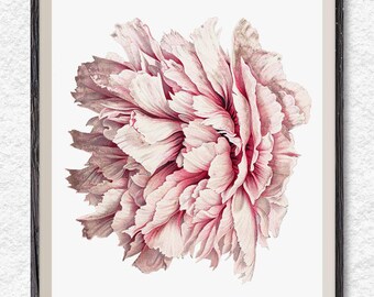 Peony print, peony clipart, vintage flower art, printable wall art, flower poster, botanical print