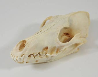 Real Coyote Skulls (15-204-1)
