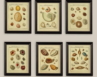 Set Of 6 Sea Shells Prints Gallery Wall Natural History 8x10