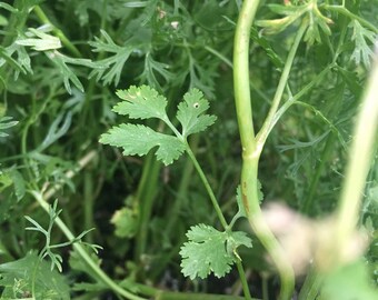 Cilantro seeds | All natural and organic | FREE SHIPPING