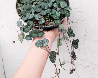 Trailing Succulent STRING OF HEARTS Plant 6" Super Long Pot Rare Ceropegia Woodii Hanging Basket Plant Indoor Trailing Vine Succulent Favor