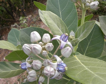 Asclepias calotropis Gigantea Giant Milkweed 10 seeds