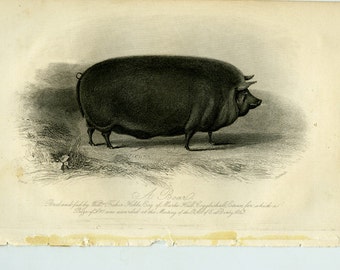 Vintage engraving of a boar ca 1843