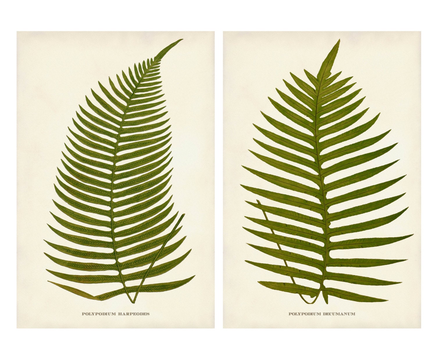Fern Print Set Fern Posters Botanical Print Fern Prints