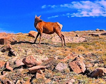 Elk Hind, Rocky Mountain National Park, CO, Photography