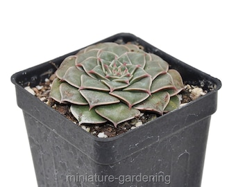 Graptopetalum bellum, Chihuahua Flower for Miniature, Fairy, Succulent