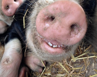 Blank Card, Silly Piglet Snout Photo
