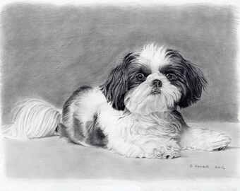 Custom pet portrait - graphite pencil drawing