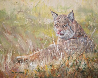 Bobcat Study (original oil on canvas)
