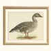 Bean Goose, Vintage Bird Print, 8 x 10, Ornithology 91, 1962, Demartini, Hunting Decor, Rustic Cabin Decor, Library Office Decor