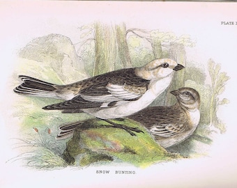 antique print snowbunting 1896