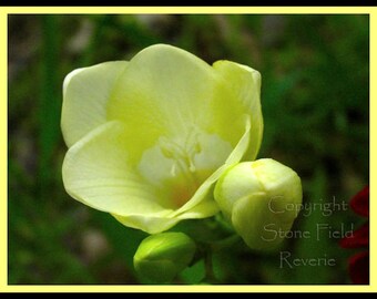 New Bloom 8x10 Print