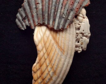 Neocon Shell Pin sessantuno