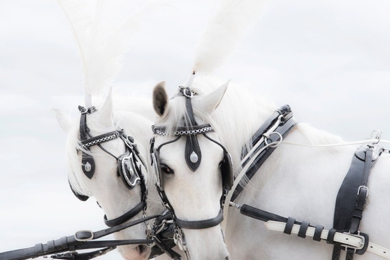 ANGELS. horse print,equine art,photographic print,limited edition,white horses