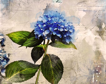 Blue Hydrangea canvas