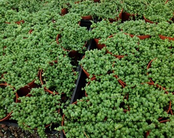 Succulent plant "String of Pearls Plant"