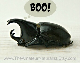 Halloween Decor Digital Download, Scary Bugs, Frightening, Wall Art, Black Bugs, Halloween Fun, October Printable