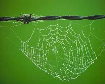 Spider Web