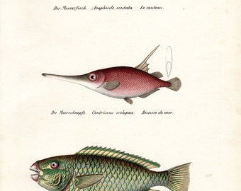 1836 Antique Fish Print Trumpet Fish Parrotfish Brodtmann Fish Print Schinz Folio Pl 72