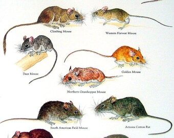 Mice and Rats - Baja California Rice Rat, Climbing Mouse, Golden Mouse, Arizona Cotton Rat - Vintage 1980s Rodents Book Plate Page