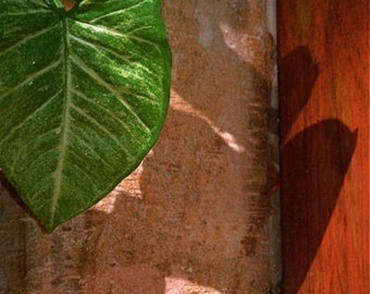 lime green beige brown red orange photograph LEAVES BALI TEXTURES abstract travel Bali Asia textures shadows nature