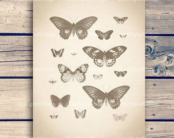 Butterfly vintage, Butterfly printable, Insect print, Butterfly print, Insect wall art, Butterfly wall art, Butterfly, 11"x14";8"x10" 300dpi