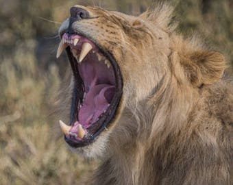 Color photograph of lion in the Serengeti. Original picture by local photographer while in Africa. Wild animal wall art. Lion print.