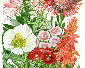 Vintage Print FLOWERS Dianthus Salvia 127 chart beautiful 1960 wall art antique color lithograph illustration wild garden