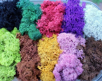 Reindeer moss-Terrarium accessories-Floral moss-1 oz bag in 16 colors-Deer foot Moss-Mango-Red-Gray-Purple-Blue- 1 Oz. Bag Preserved Lichens