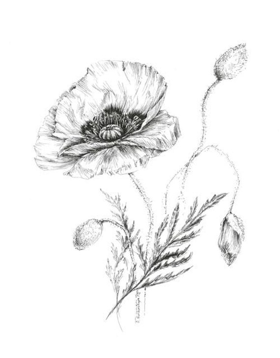 Items similar to poppy drawing botanical prints floral illustrations pen flower sketch art black and white prints picture plant botanical art picture Items similar to poppy drawing botanical prints floral illustrations pen flower sketch art black and white prints picture plant botanical art picture
