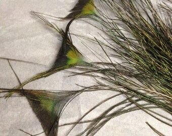 Butterfly EYE FEATHERS, Beautiful natural Peacock feathers, 20 Crafting feathers, cruelty free collection from our pet birds