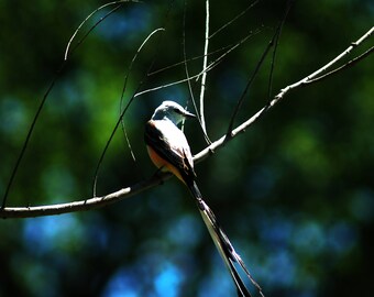 Texas Bird: scissor tailed flycatcher on canvas