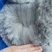 Luscious Silver Alpaca Fleece