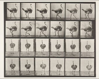 Poster, Many Sizes Available; Ostrich Walking (Rbm Qp301M8 1887 772) #031215