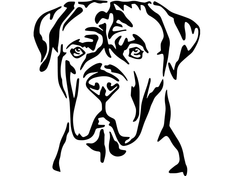 Cane Corso 1 Dog Breed Italian Mastiff K9 Animal Pet Hound