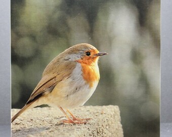 Robin Redbreast - Photo Card