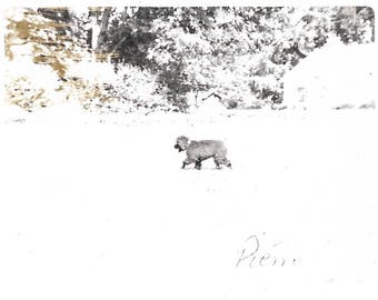Vintage Snapshot "Pierre" French Poodle Dog Polaroid Photo Black & White Found Vernacular Photo