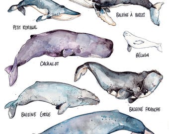 Whales Large Print | Whales Species Art | Watercolor | Marie-Eve Arpin | Narwhal Beluga | Illustration | Nature | Art | Marine Animal