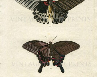 Original Butterfly Print Hand colored Natural History Entomology Engraving. Papilion Exotic Butterfly Hand Painted Watercolor Butterfly.