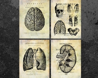 Vintage Anatomy Set Brain Lungs Skull Kidneys Print Medicine Old Book Medicine Print Anatomical Print Doctor Office Art Clinic Wall Decor