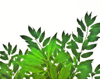 Botanical Bliss - Fine Art Photography