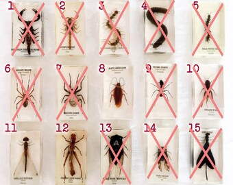 4 Real BUGS/INSECTS Encased in Resin REMAINING (8~10~16), Inclusion, Specimens, Taxidermy, Entomology, Curiosity, Oddities, Original Gift