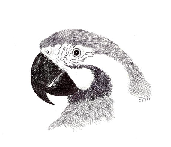 Sally Blanchard Original Pen and Ink Drawing of a Blue and Gold Macaw Companion Parrot