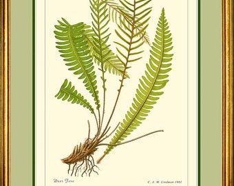 DEER FERN - Vintage Botanical print reproduction 507