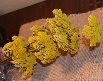 Yarrow, Yellow yarrow, Dried yarrow