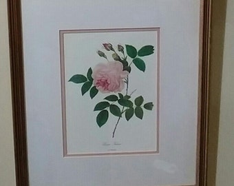 Botanical by P. J. Redouté.