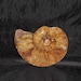 Nautilus Seashell Fossil Brown Polished Sliced Rock Ancient Shell Fossil Plant Home Decor