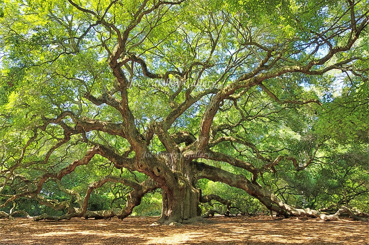 Magnificent Angel Oak John's Island SC 20x30 wrapped