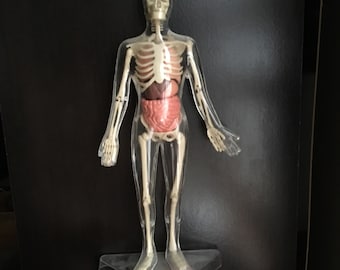 Anatomical man clear plastic display model